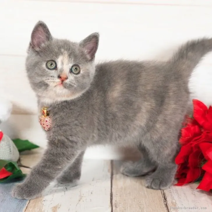 ID：2311-00847の子猫