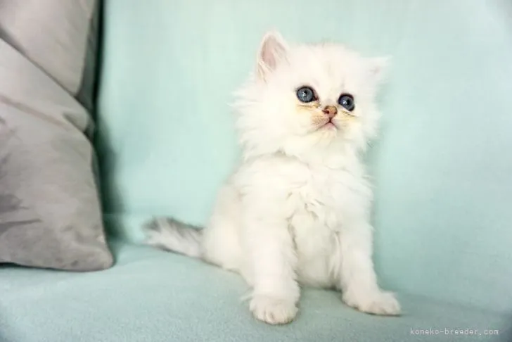 ID：2107-01633の子猫