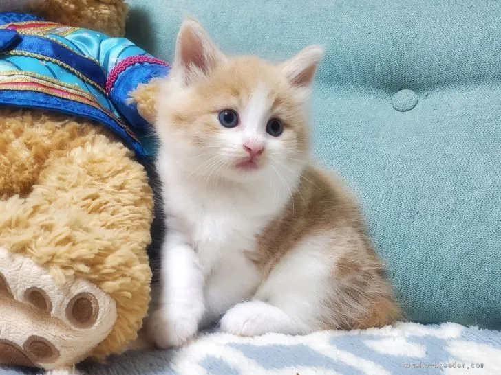 ID:2006-02037の子猫