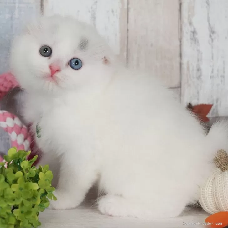 zero 様のお迎えした子猫
