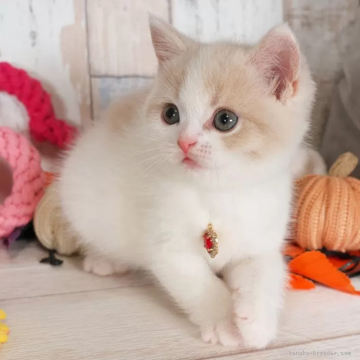 ID：2410-01385の子猫