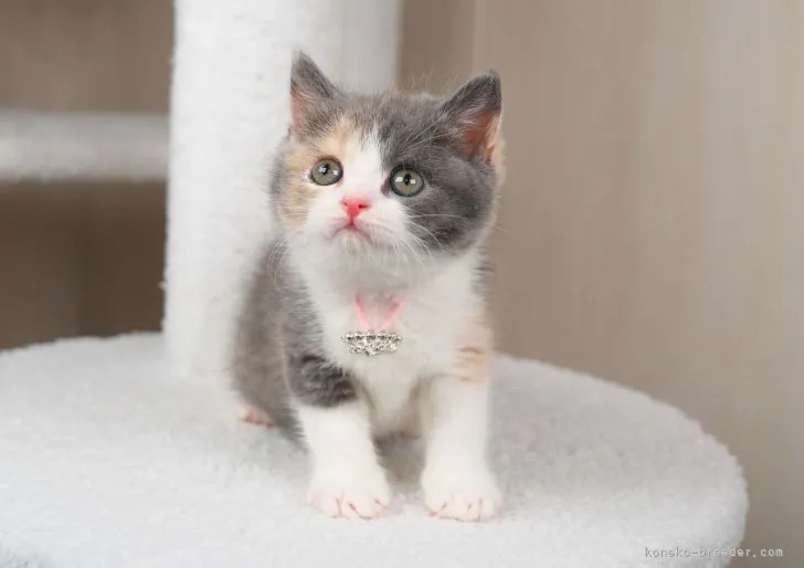 ID:2205-03154の子猫