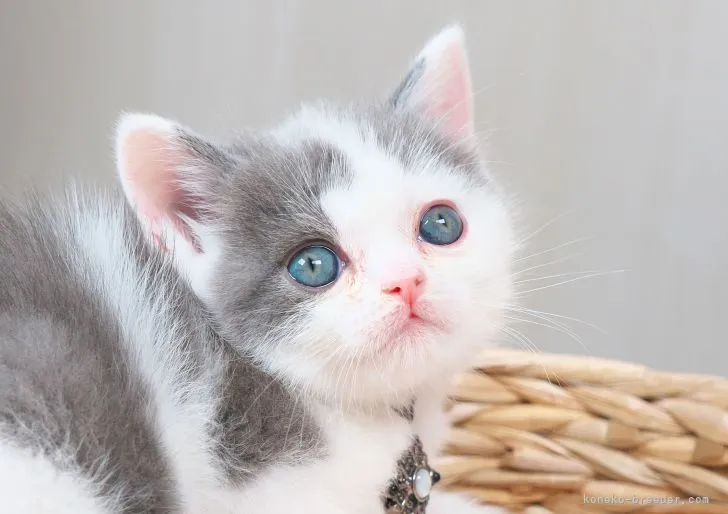 ID:2205-01057の子猫