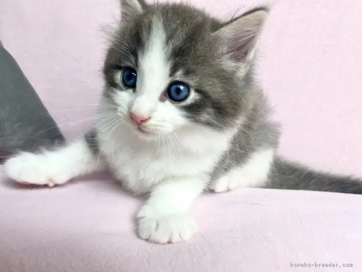 ID:2107-02419の子猫