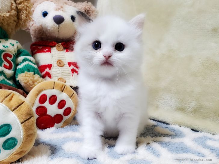 ぽぽちゃん 様のお迎えした子猫