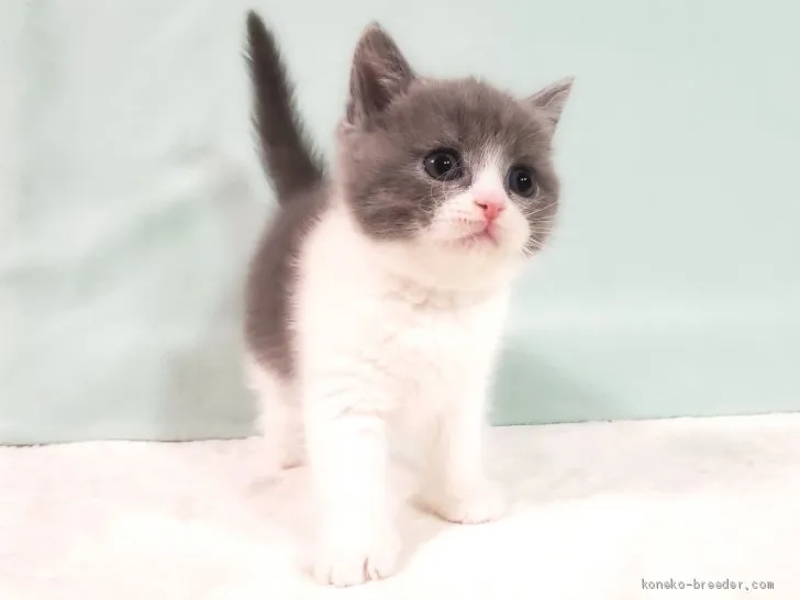 鉄 様のお迎えした子猫