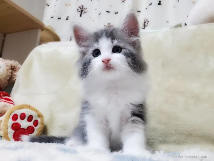 ID：2011-01962の子猫