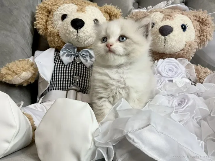 ID：2201-00861の子猫