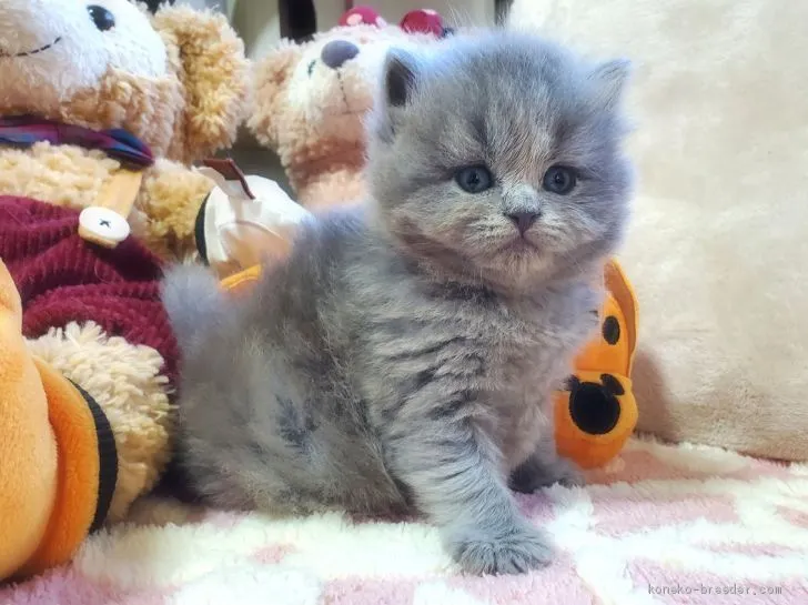 ID：2010-00410の子猫