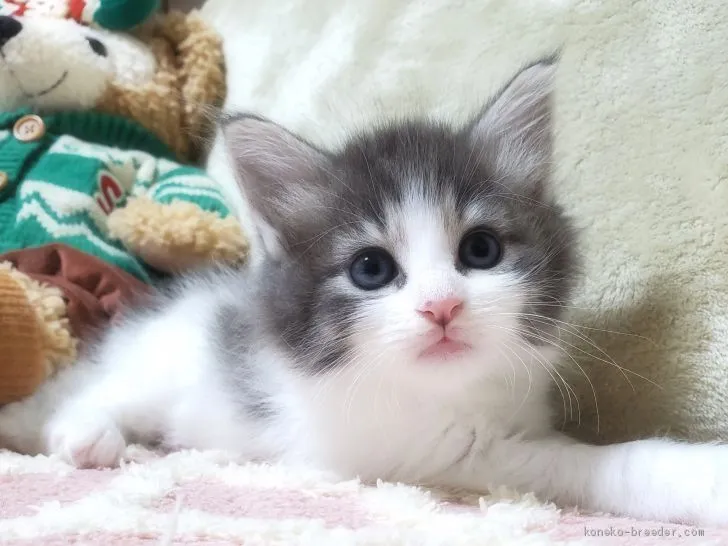 ID:2102-00382の子猫