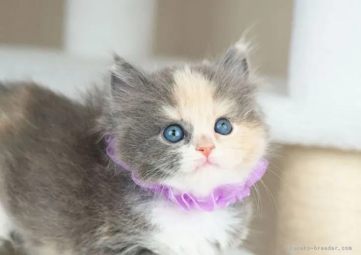 ID：2204-00809の子猫