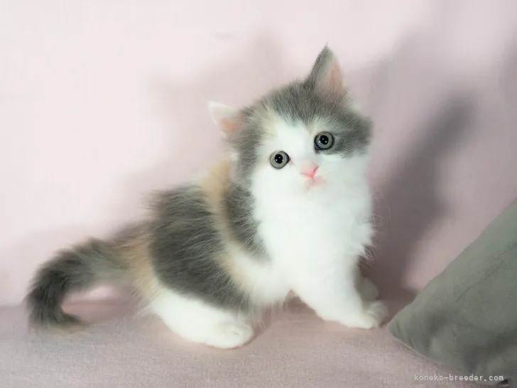 ID:2108-01951の子猫