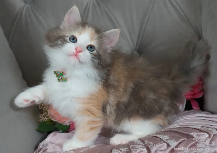 ID：2304-01686の子猫