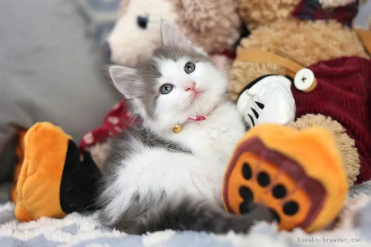 ID:2109-00330の子猫