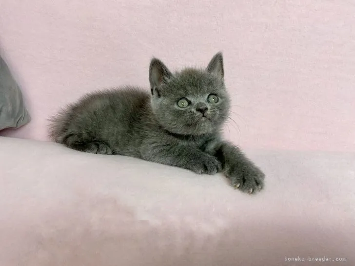 ID：2203-02069の子猫