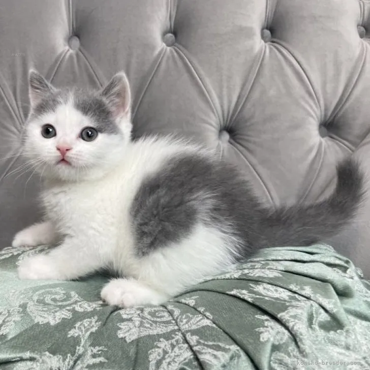 ID:2309-02652の子猫