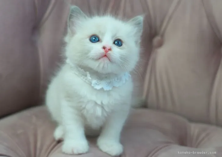 ID:2204-00805の子猫