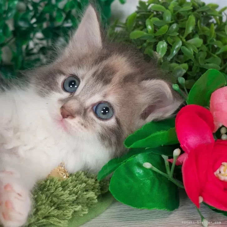 ID：2407-01133の子猫