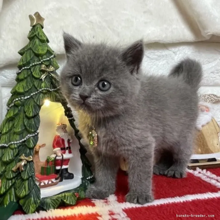 ID:2311-01217の子猫