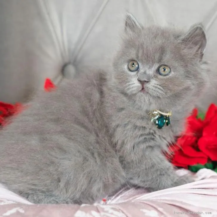 ID:2212-01606の子猫