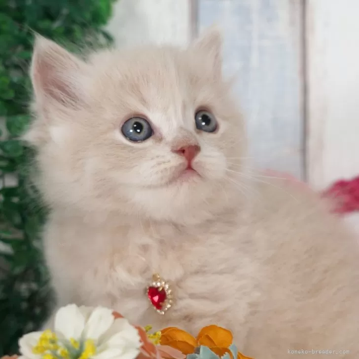 ID:2410-02521の子猫