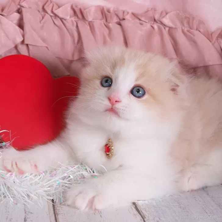 ID:2402-00368の子猫
