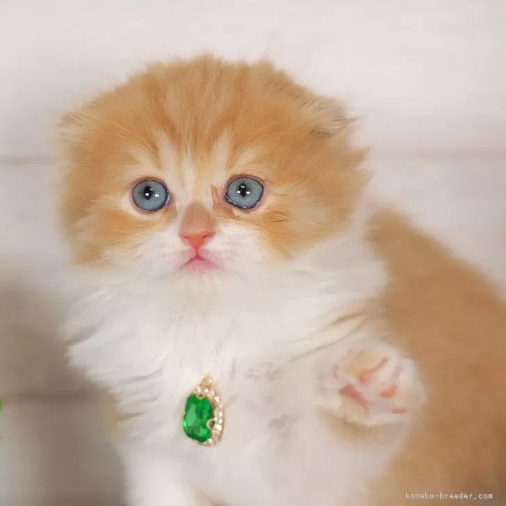ID：2406-03017の子猫