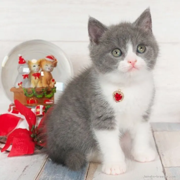 ID:2311-01228の子猫
