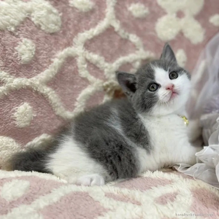ID:2307-01206の子猫