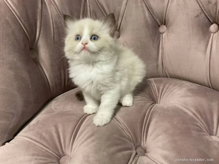 ID:2112-00876の子猫