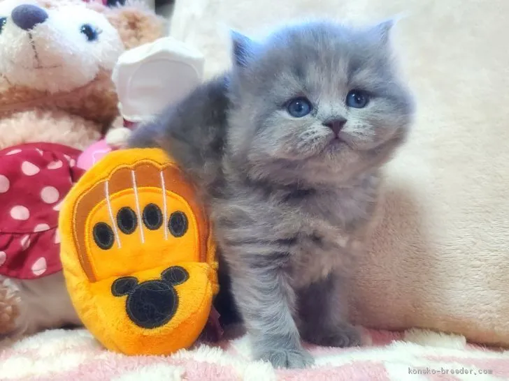 ID：2010-00409の子猫