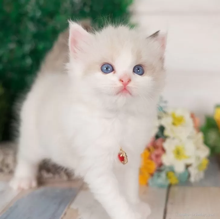 ID:2406-02741の子猫