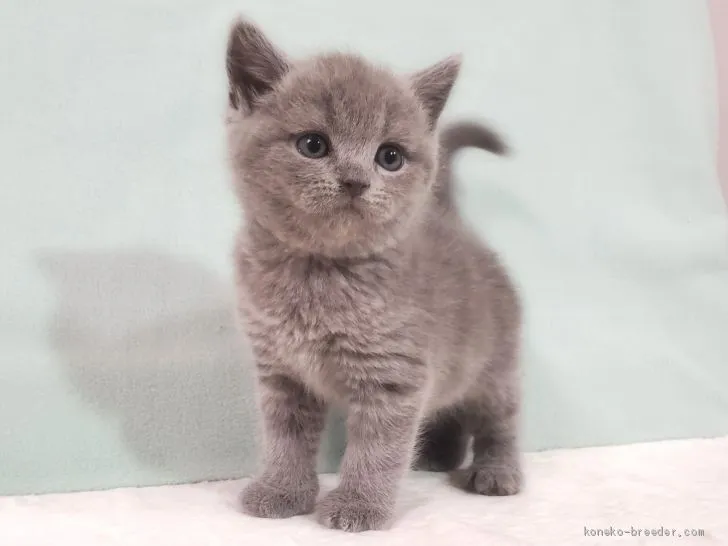 ID：2101-00814の子猫
