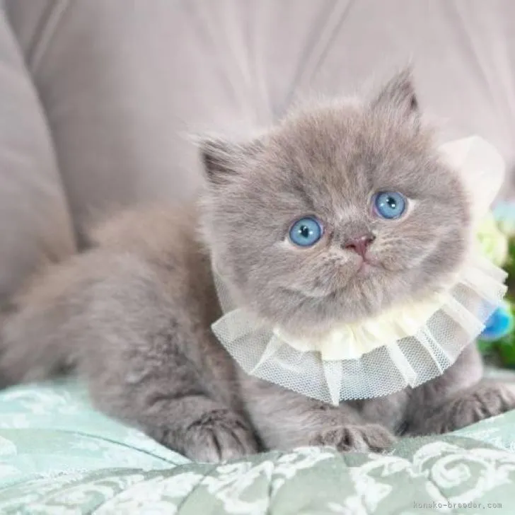 ID：2210-02989の子猫