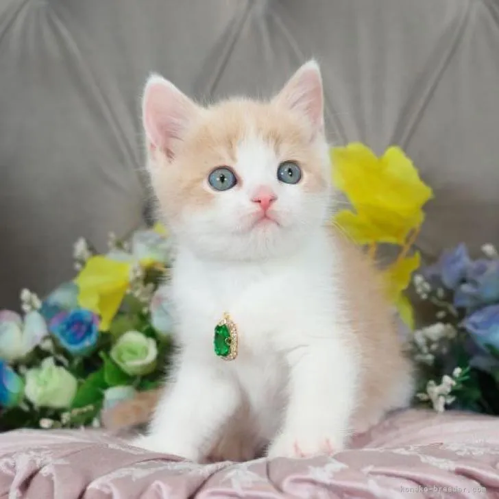 ID:2302-01051の子猫