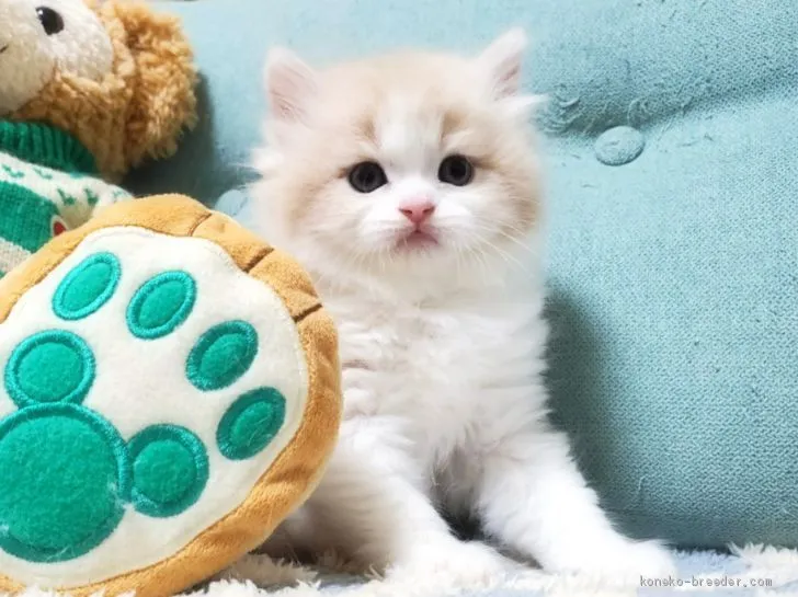 ID:2101-00051の子猫
