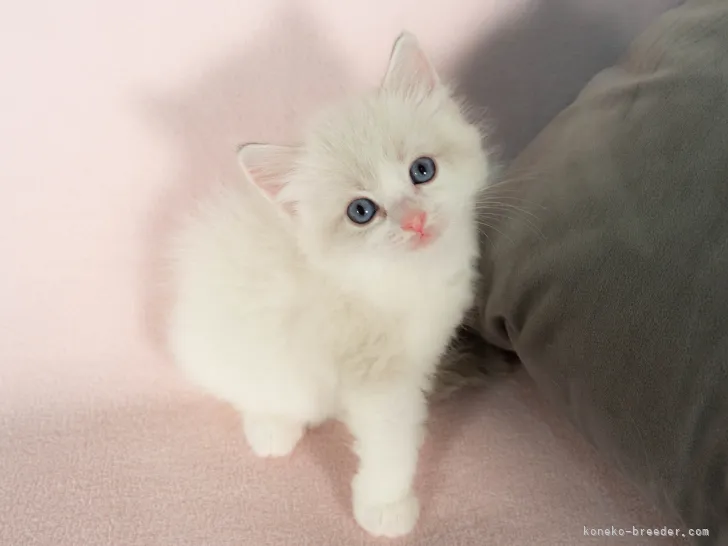 ID:2108-02114の子猫