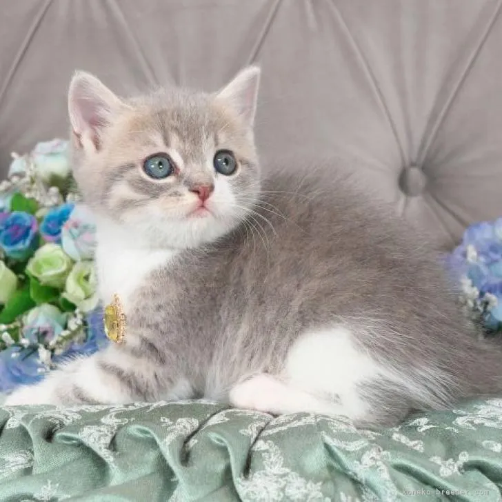 ID：2302-01054の子猫