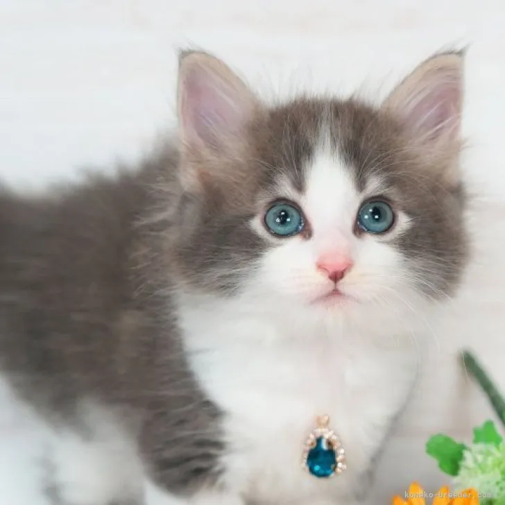 ID:2310-02440の子猫