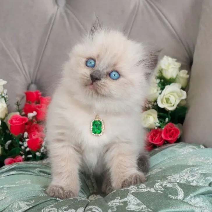 ID：2306-01411の子猫