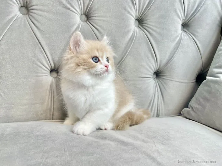 ID：2203-01528の子猫