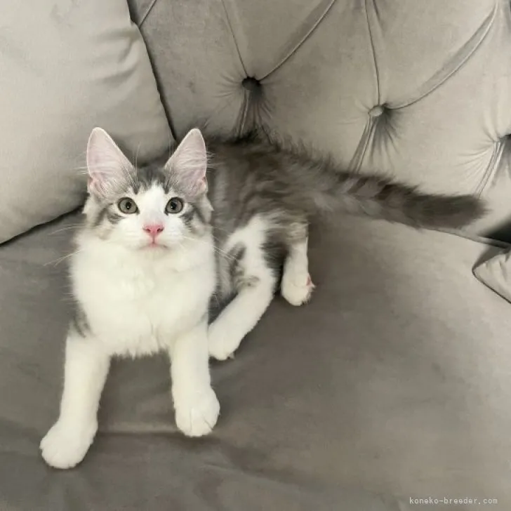 ID:2304-01683の子猫