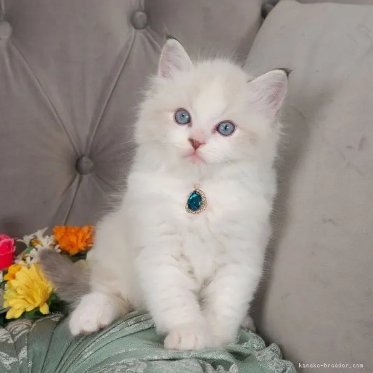 ID：2310-00677の子猫