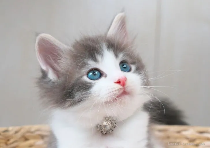 ID:2205-00732の子猫
