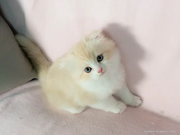 CH 様のお迎えした子猫