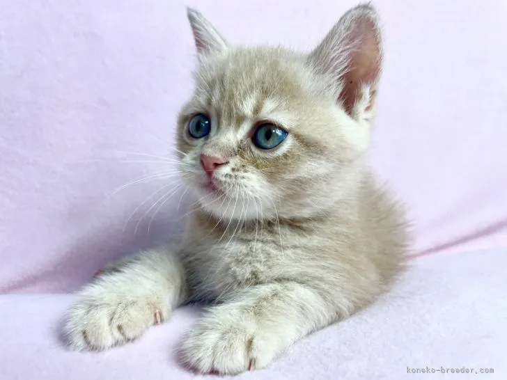 Kumiko 様のお迎えした子猫