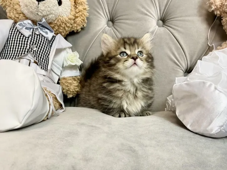 ID:2201-01388の子猫