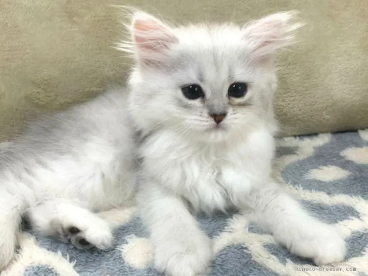 ID:2102-00684の子猫