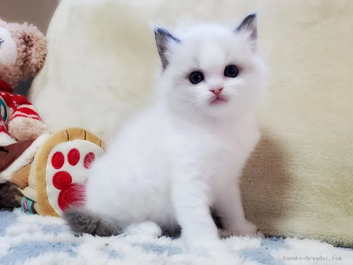 ID:2012-00659の子猫