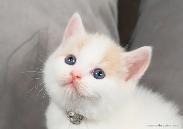 ID:2206-02601の子猫